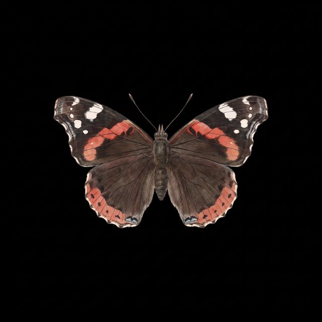 Illustration of a red admiral butterfly