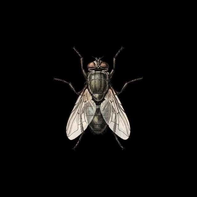 Illustration of a housefly