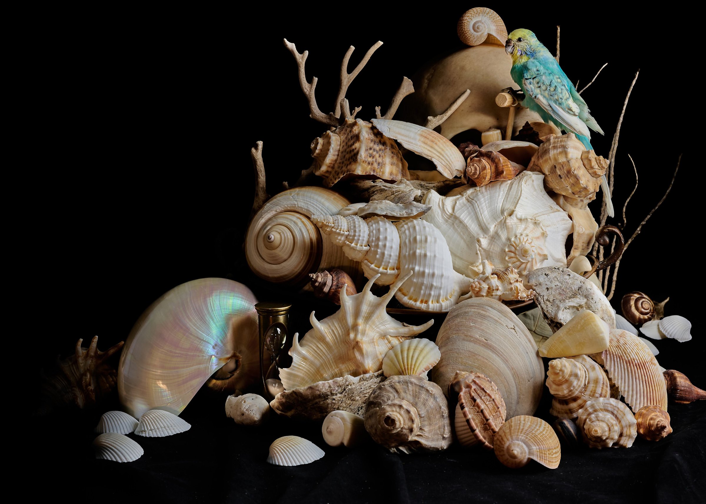 Still Life w/ Shells and Bird — archival pigment print, Adam Gedney